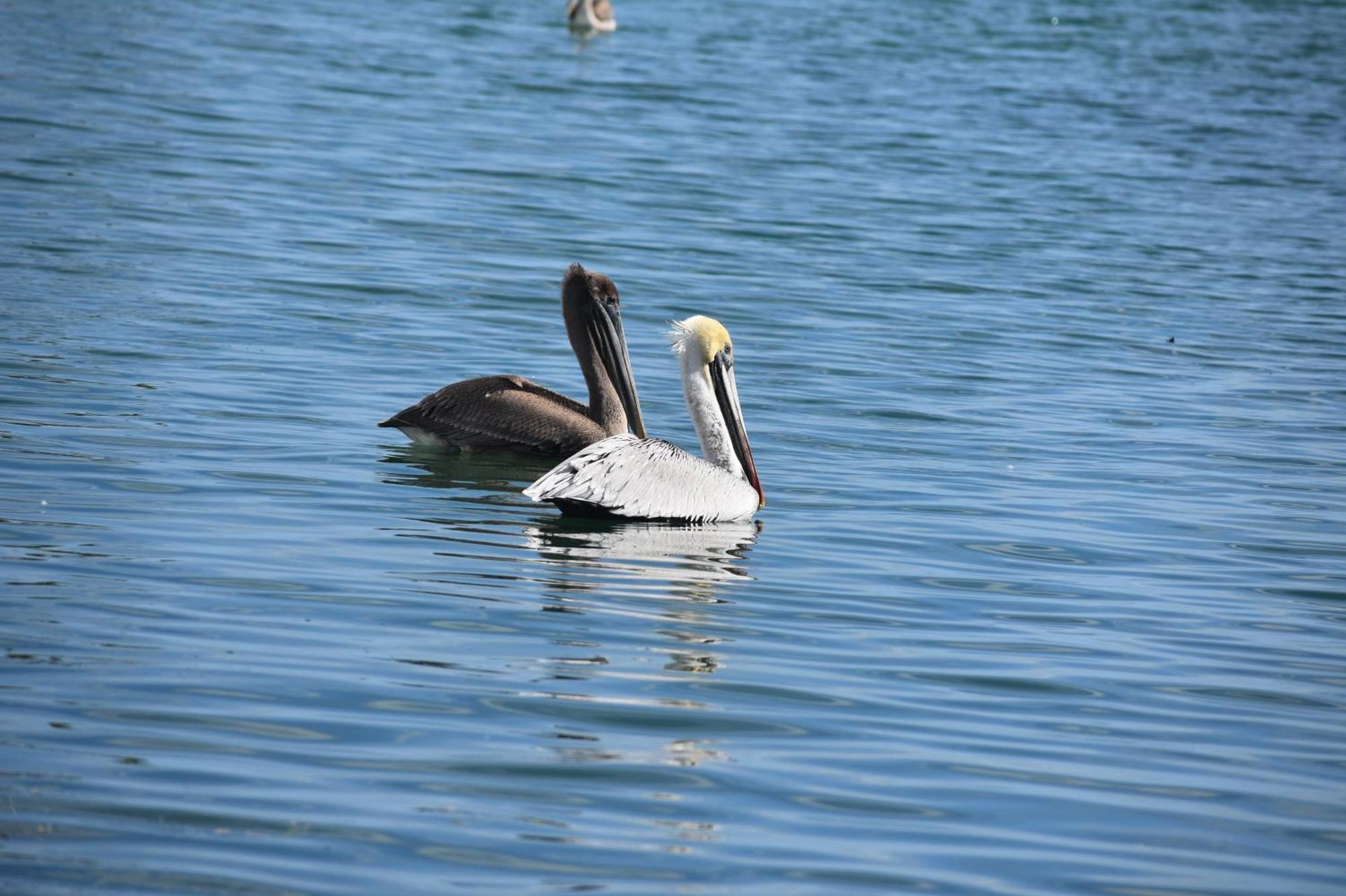 Pelican'S Roost, Waterfront Comfort At Venture Out Cudjoe Key Exterior foto